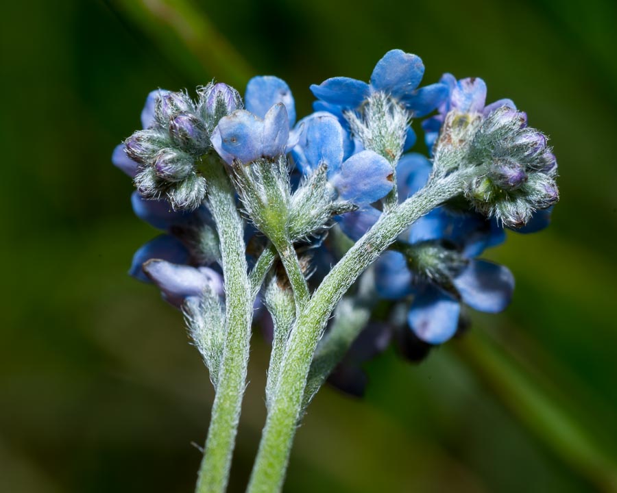 Myosotis alpestris / Nontiscordardim alpino